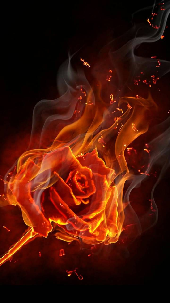 burning rose. Burning rose, Rose on fire, Rose wallpaper