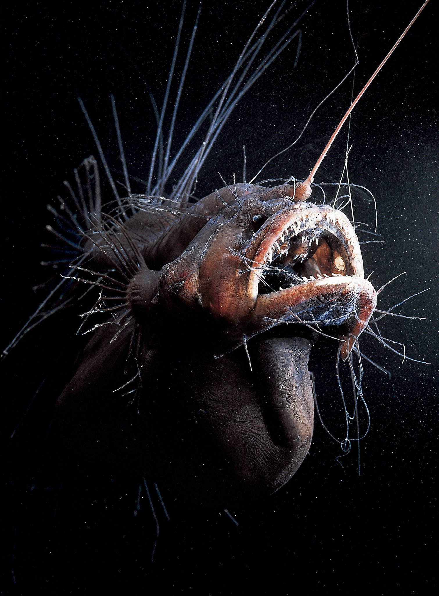 ANGLERFISH fish ocean sea underwater dark creepy monster fangs wallpaperx2048