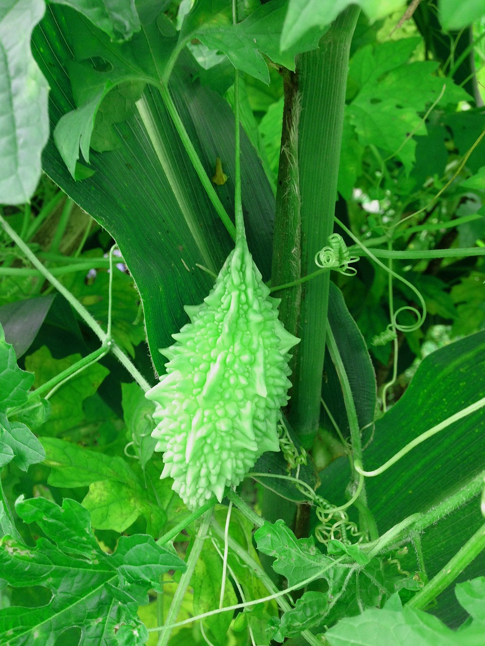 Bitter Gourd Wallpapers - Wallpaper Cave