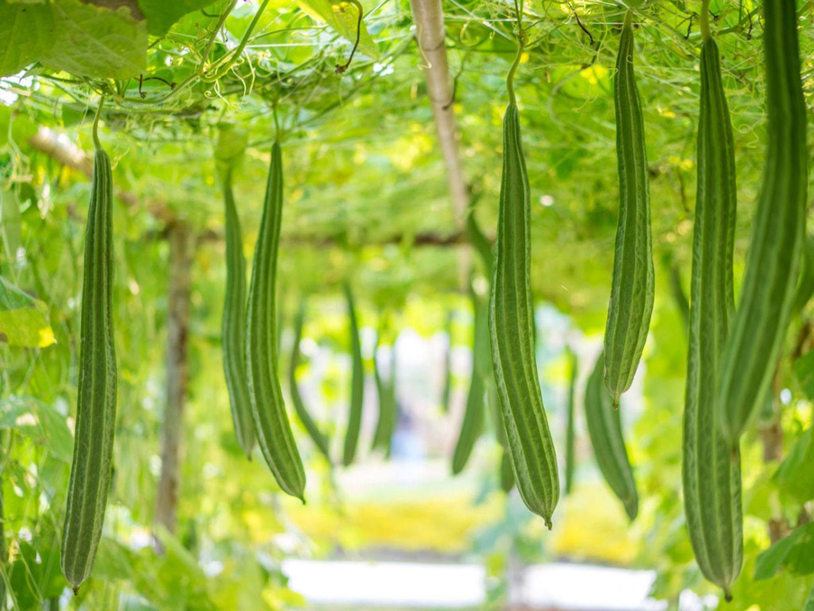 Trimming Luffa Plants
