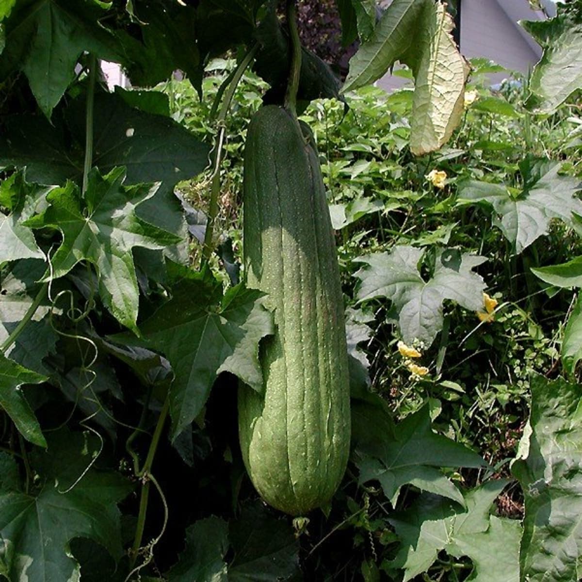 How to Grow Luffa to Make Your Own Sponges