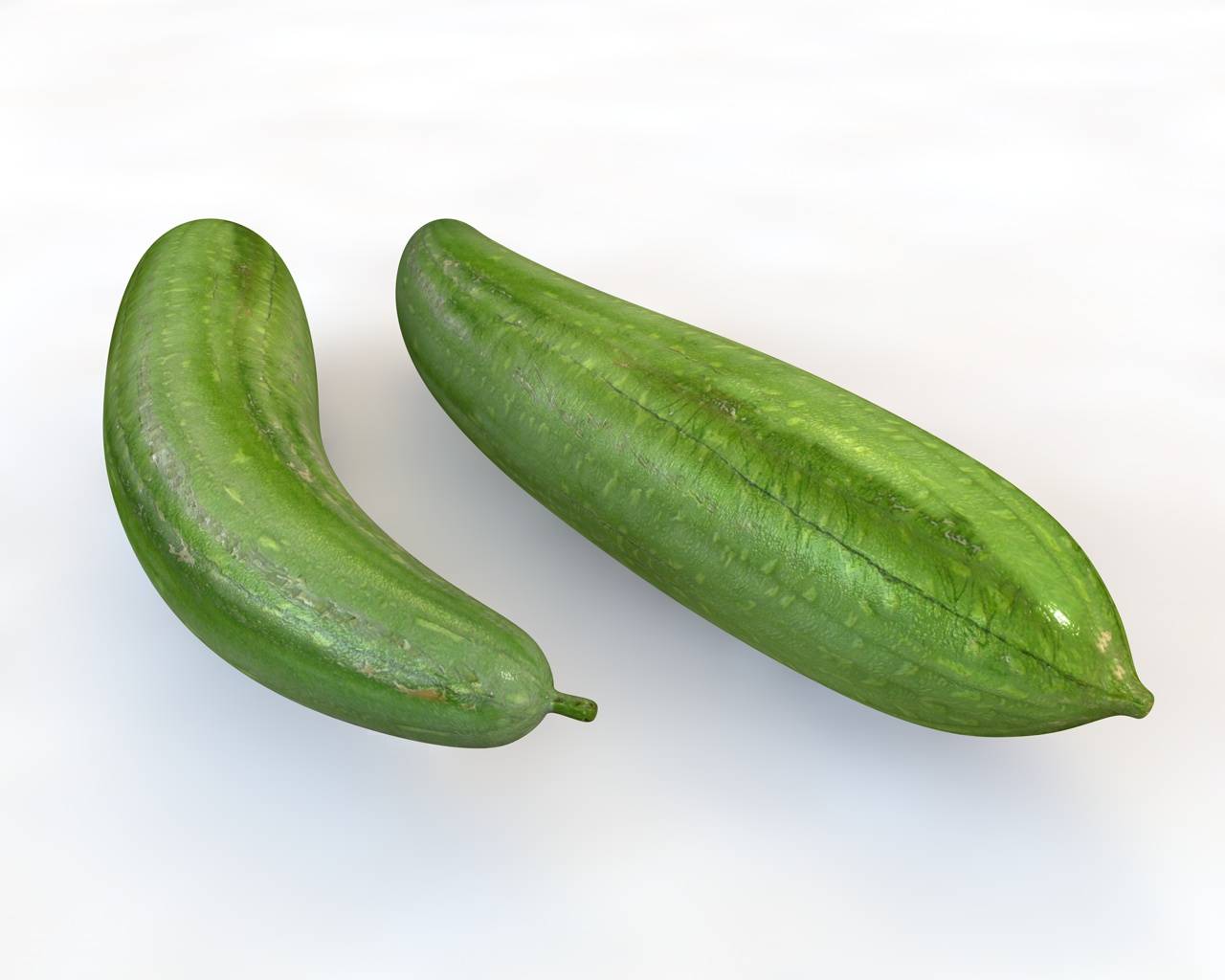 Luffa 3D Model