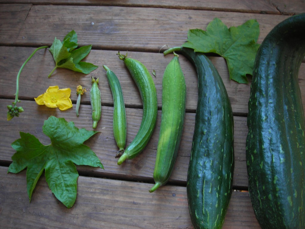 luffa. Southern Exposure Seed Exchange