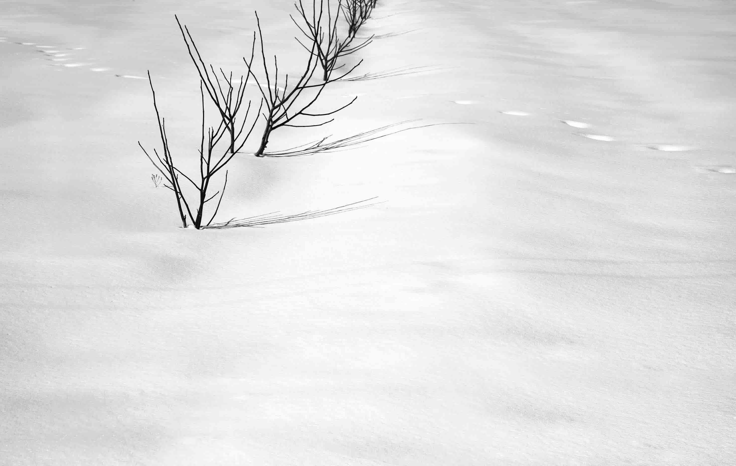 Abbas Kiarostami ideas. abba, iranian film, photography