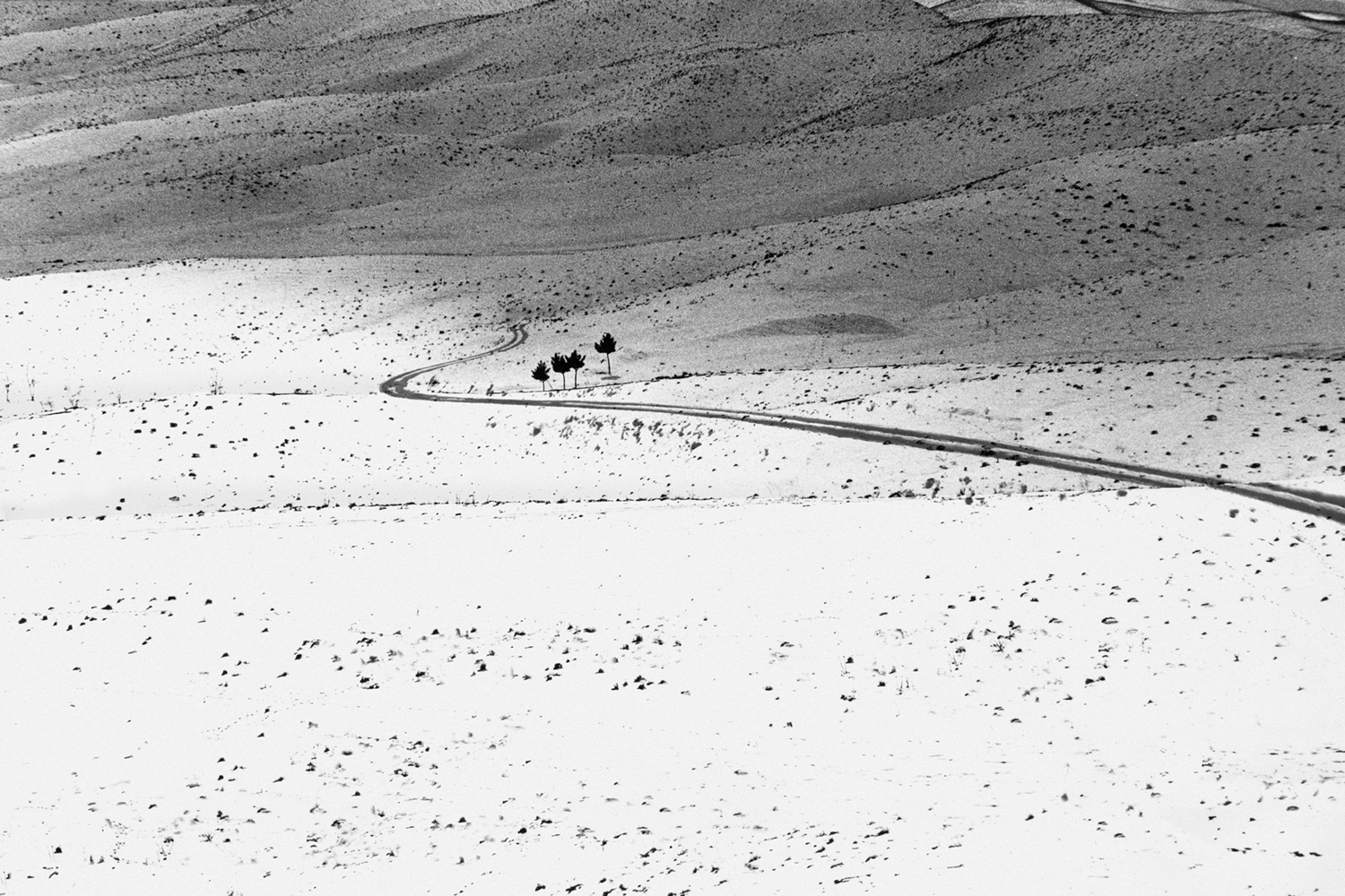 Contemplating the Photo of Abbas Kiarostami