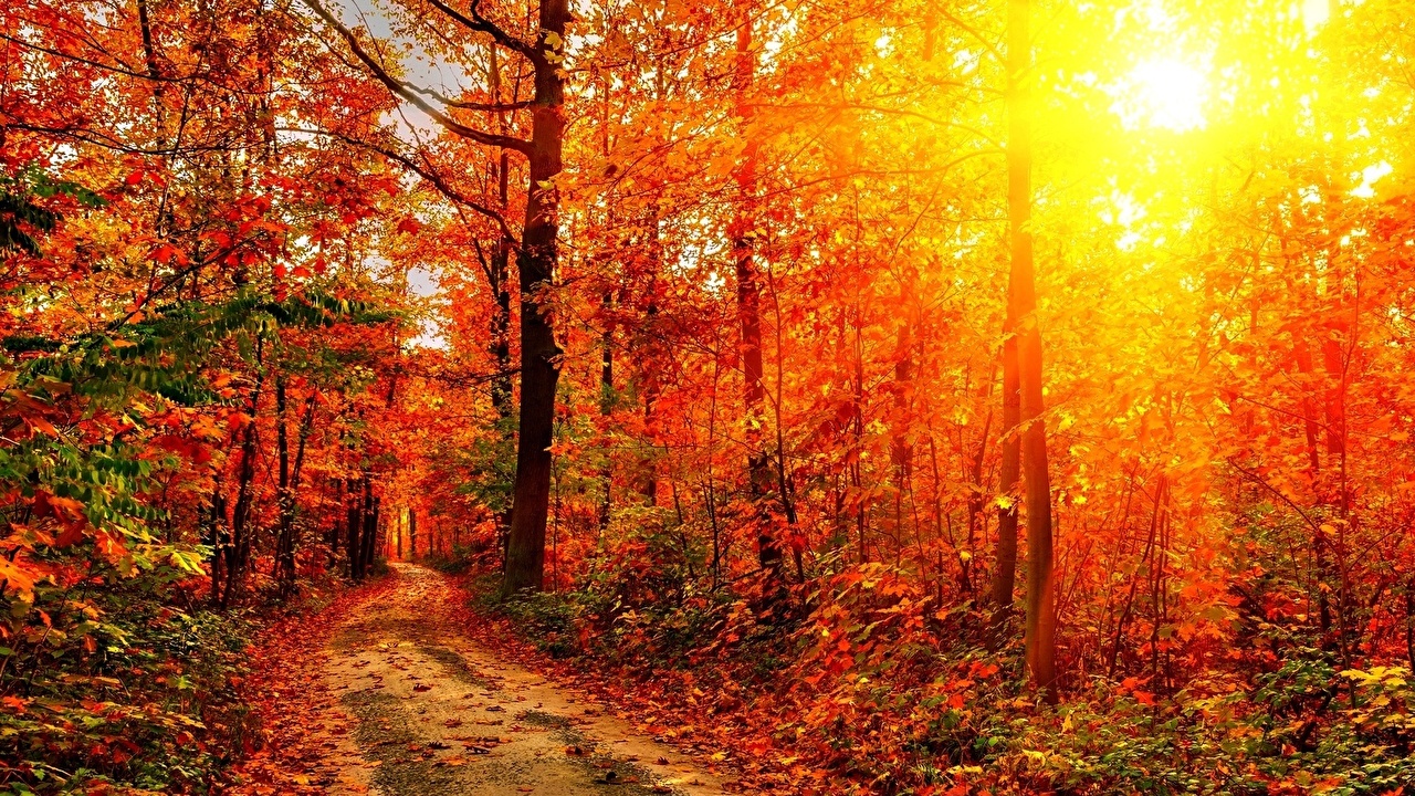Desktop Wallpaper Sun Autumn Nature Roads forest Trees