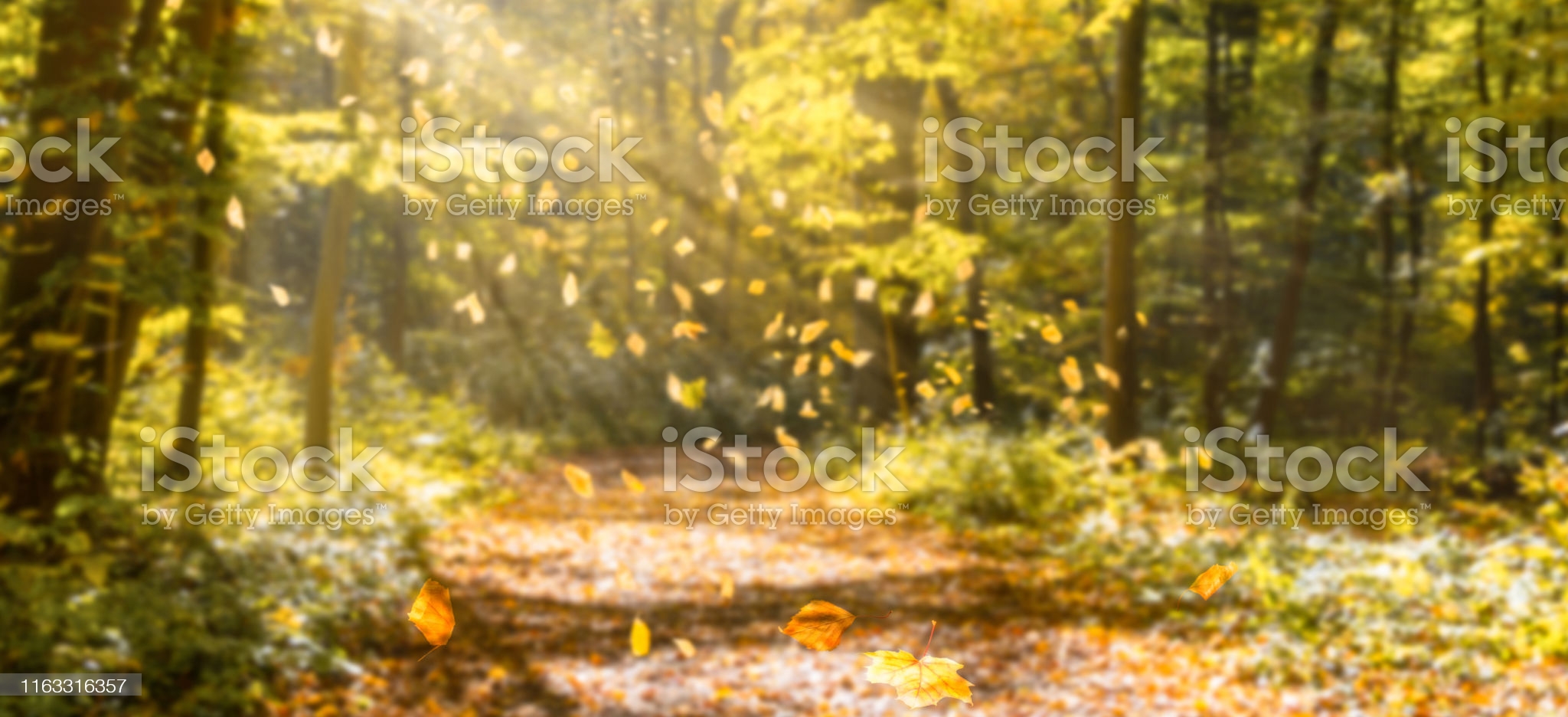 sunshine in idyllic fall forest