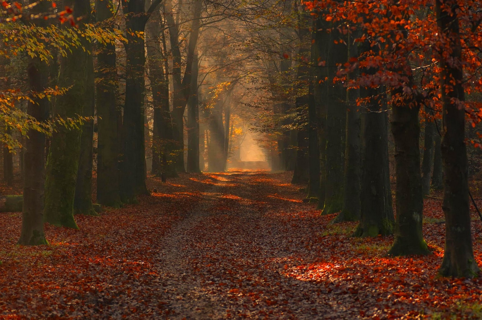 nature, Landscape, Photography, Forest, Path, Red, Leaves, Fall, Trees, Sun Rays, Morning, Sunlight Wallpaper HD / Desktop and Mobile Background