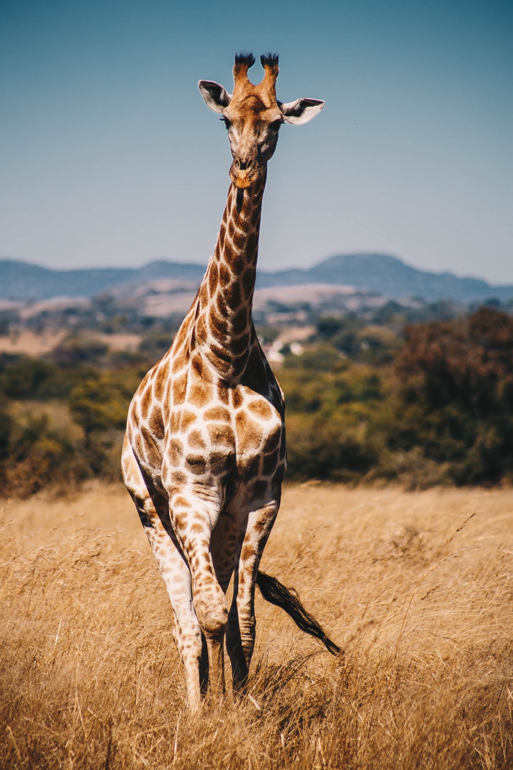 Giraffe Picture [HD]. Download Free Image