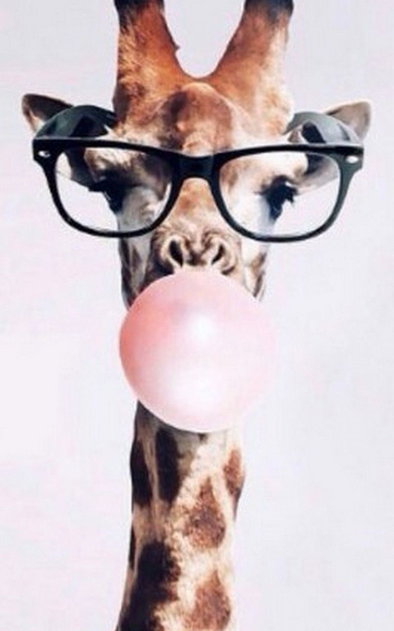 Giraffe iPhone Wallpaper