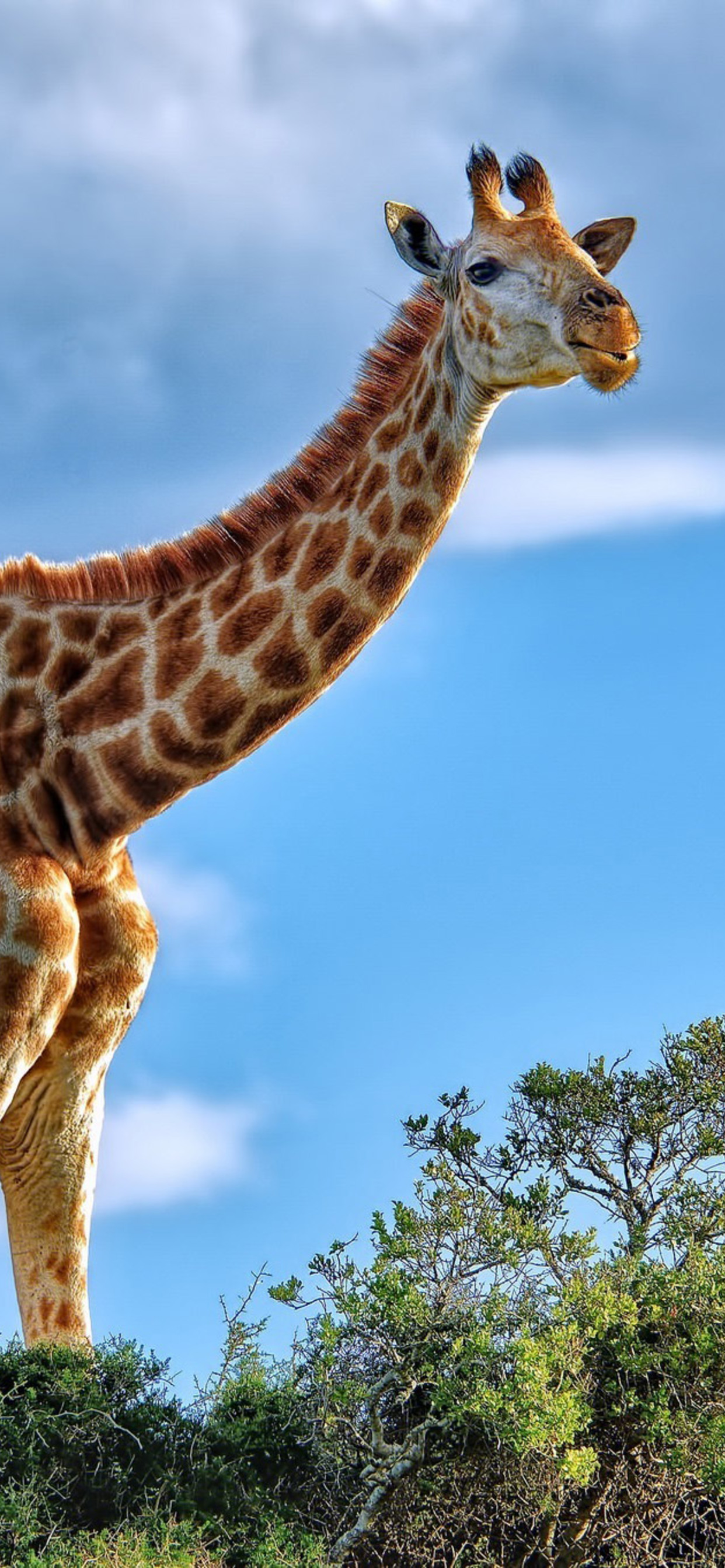 Giraffe iPhone XS MAX HD 4k Wallpaper, Image, Background, Photo and Picture