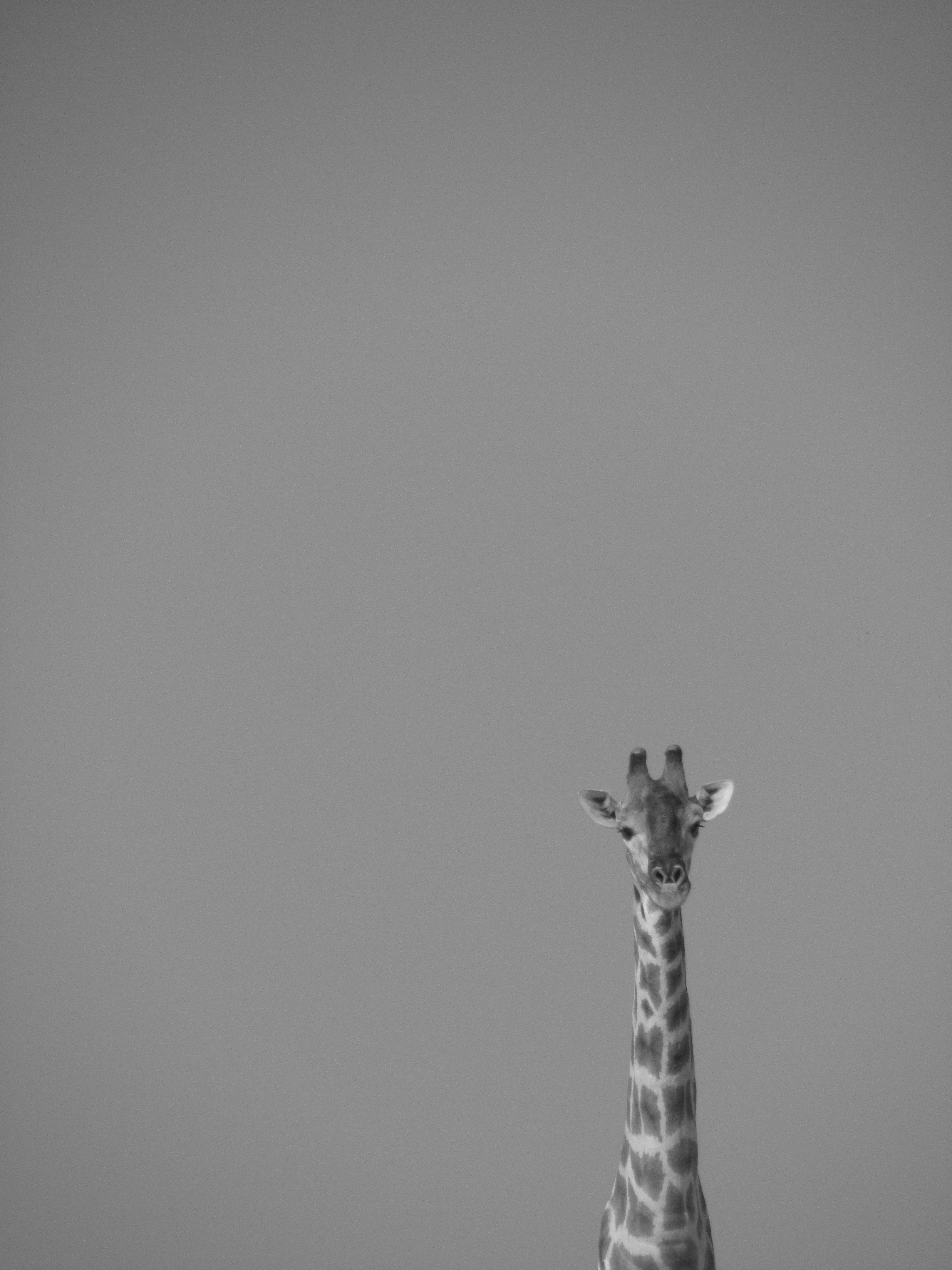 Giraffe 4k iPhone Wallpapers - Wallpaper Cave