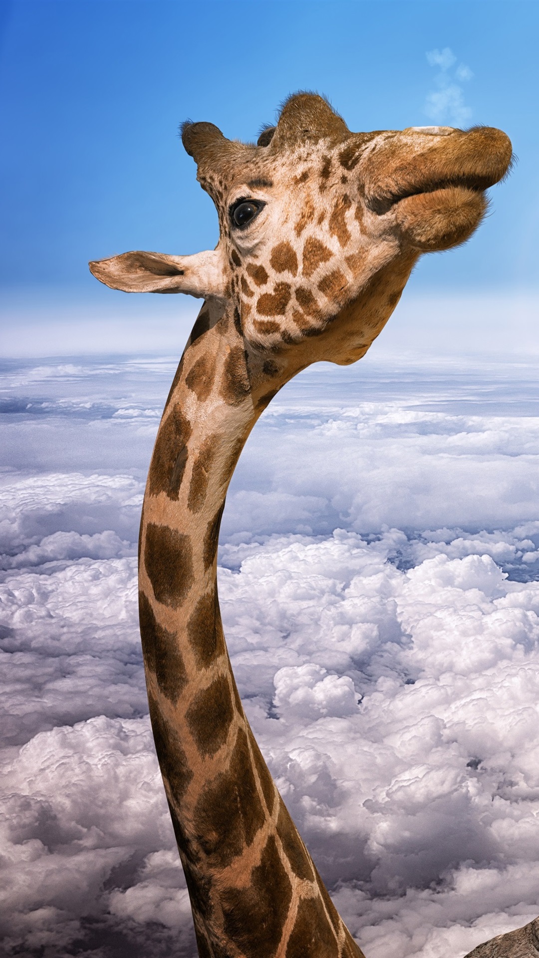 Giraffe Head, Eagles, Height, Clouds, Sky, Creative Picture 1080x1920 IPhone 8 7 6 6S Plus Wallpaper, Background, Picture, Image