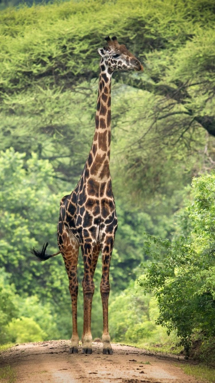 Giraffe iPhone Wallpaper