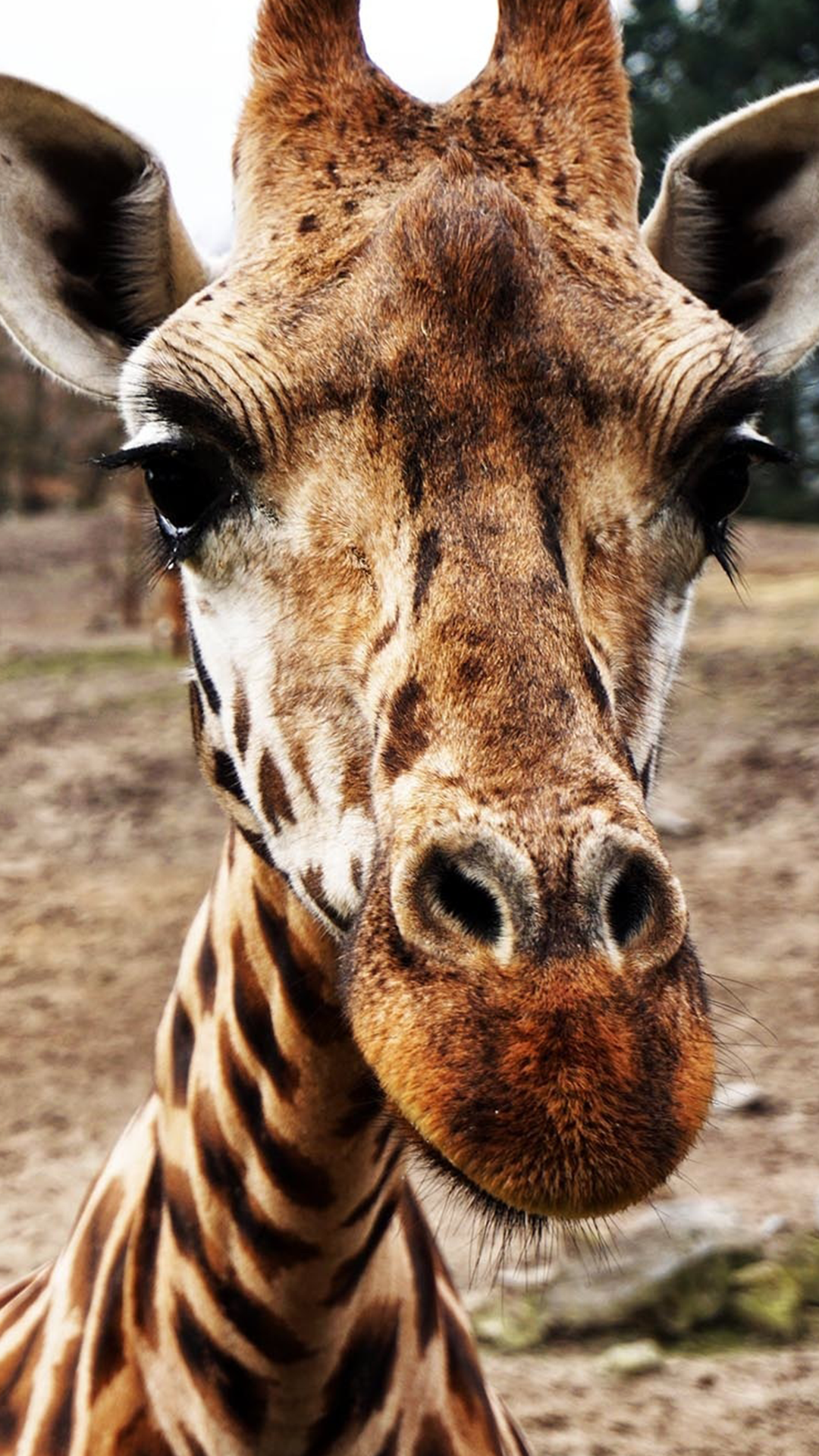 Giraffe iPhone Background x 1920 px