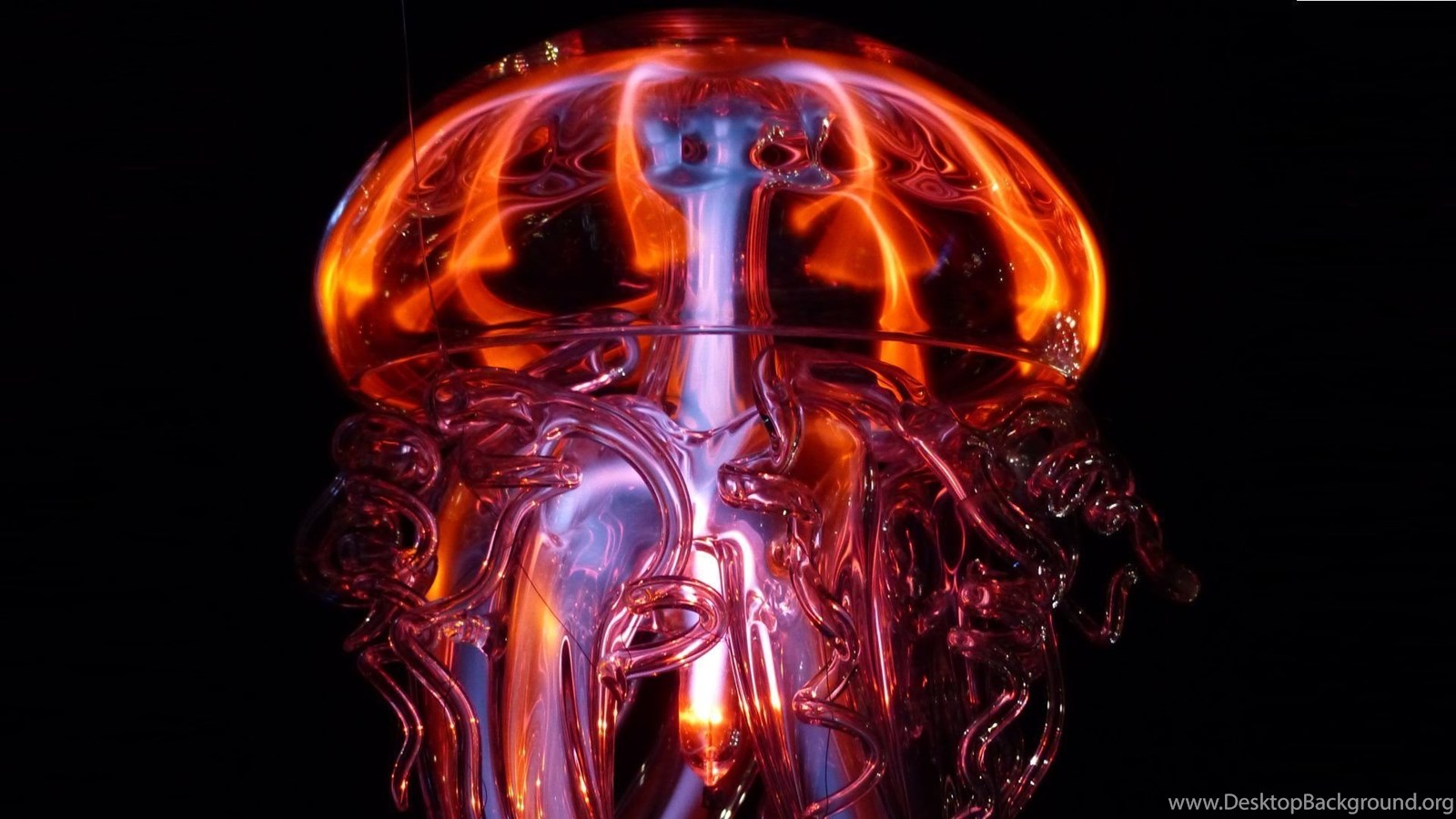 Jellyfish Hot & Cold Light Phenomenon Wallpaper - HD Wallpaper Desktop Background
