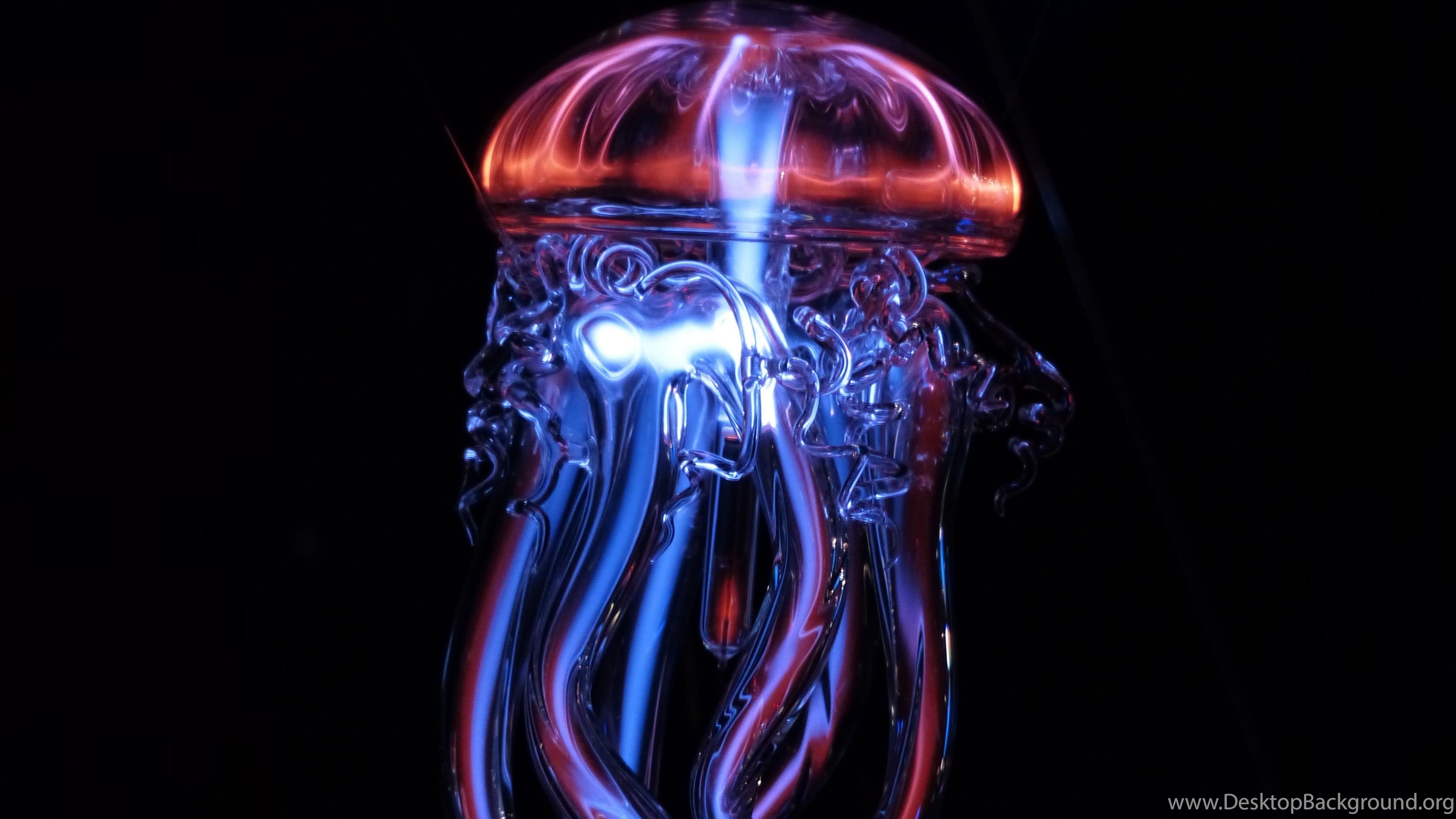 Jellyfish Hot & Cold Light Phenomenon Wallpaper - HD Wallpaper Desktop Background