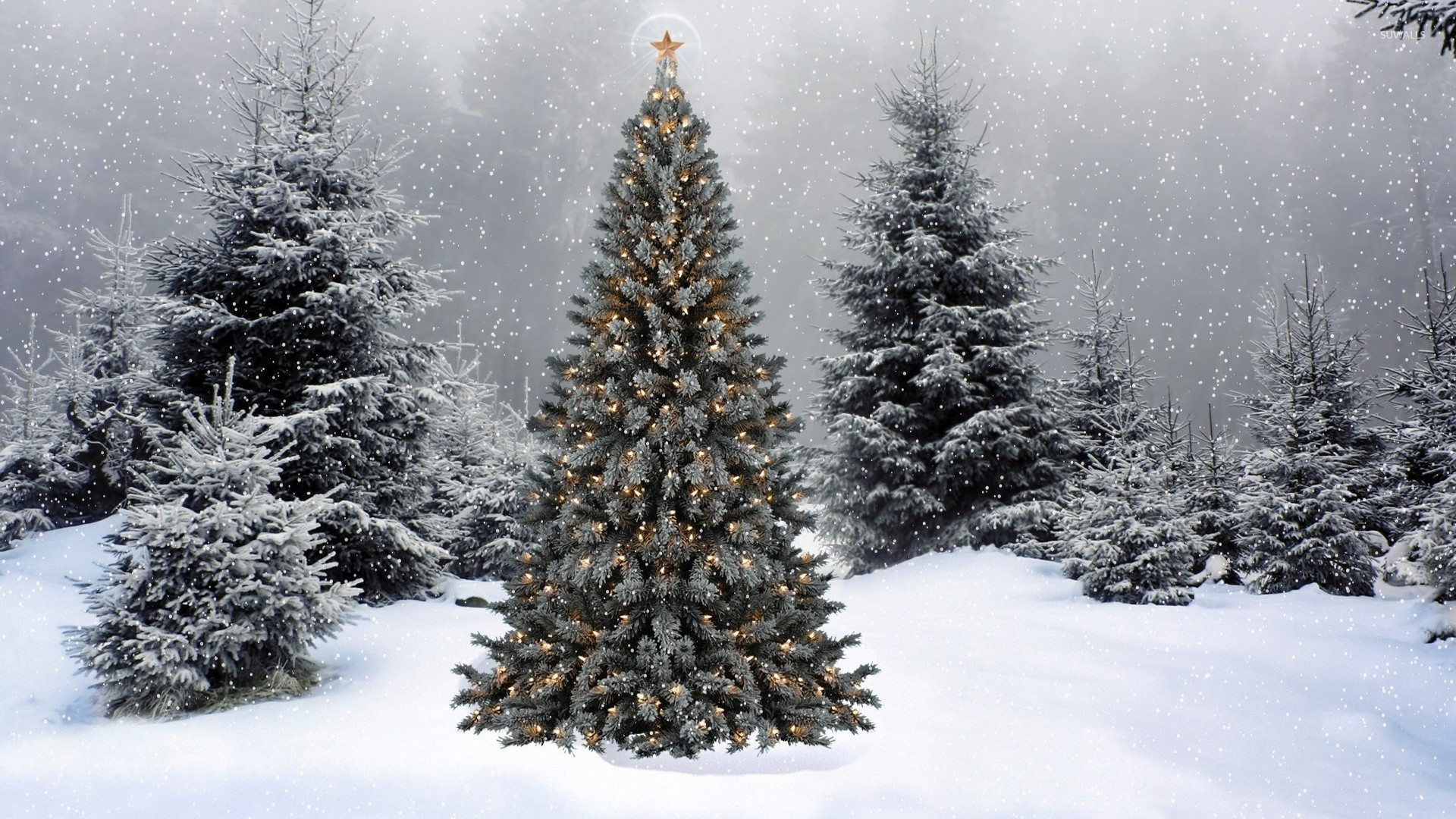 Snow Christmas Tree Background