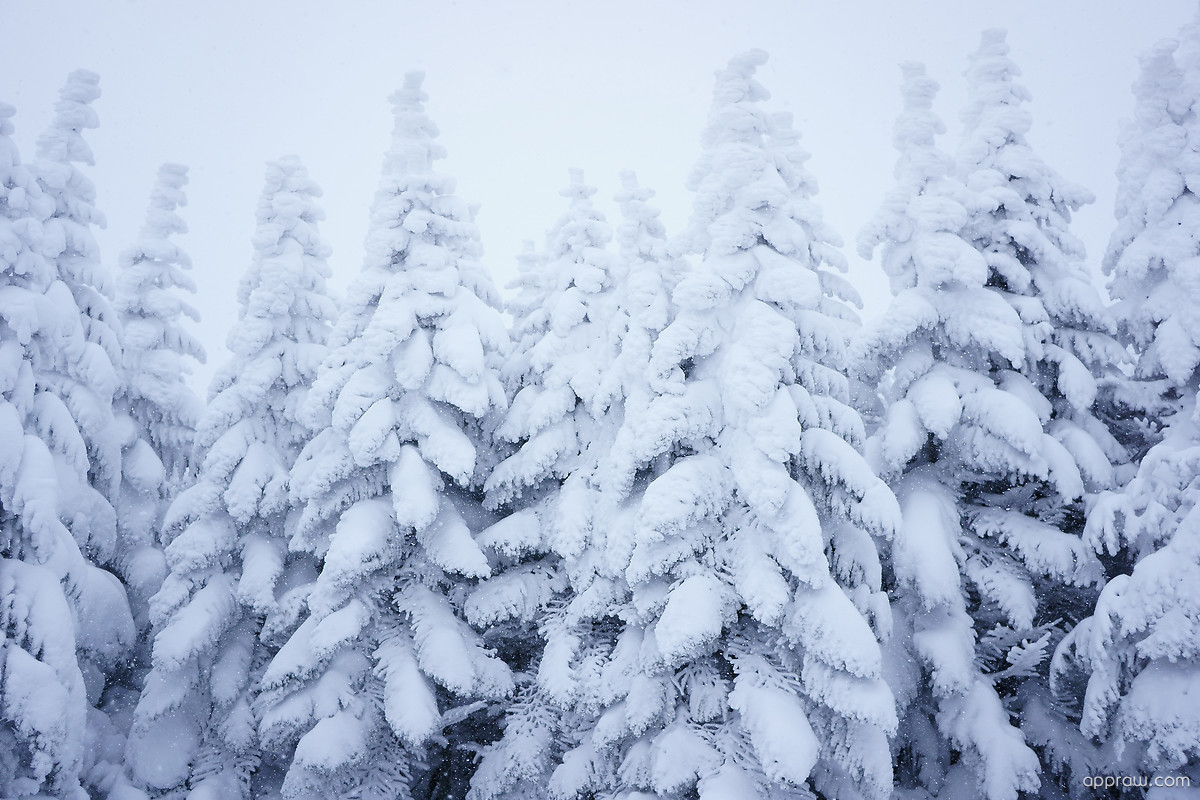 Snow Pine Trees Wallpaper download HD Wallpaper