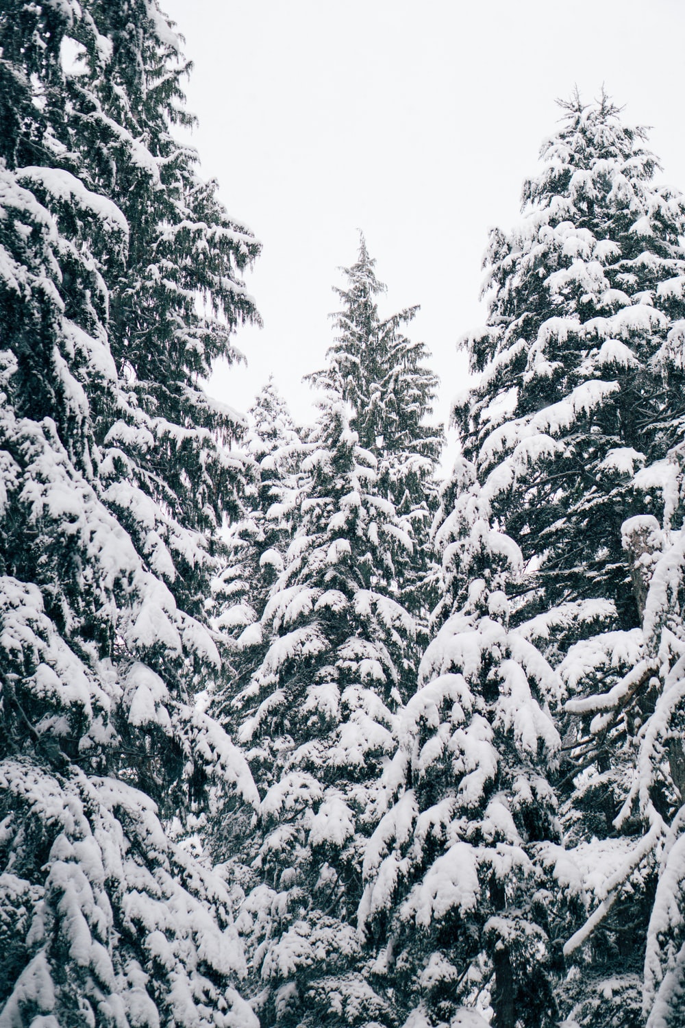 close up photography of pine trees covered with snow photo