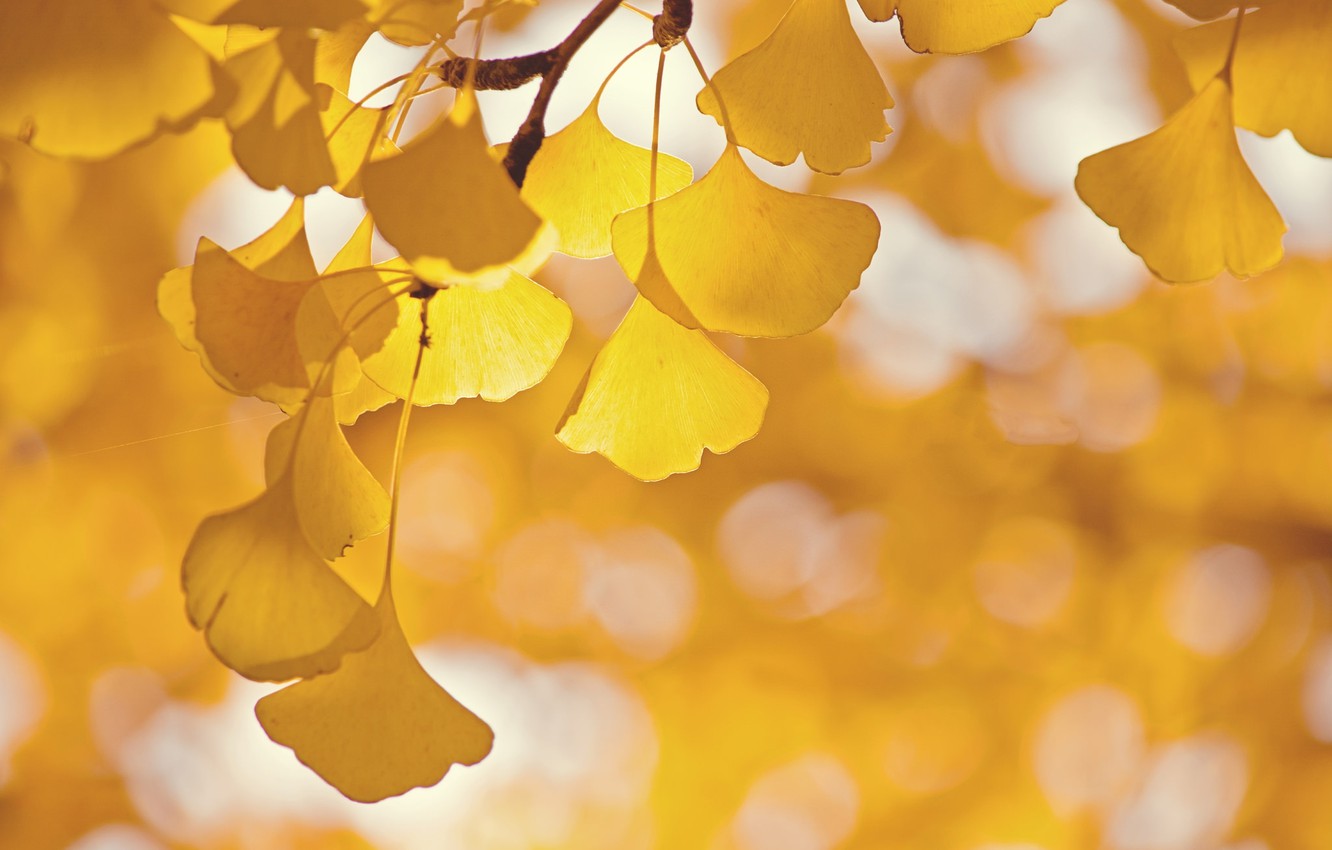 Wallpaper leaves, glare, tree, branch, Ginkgo image for desktop, section природа