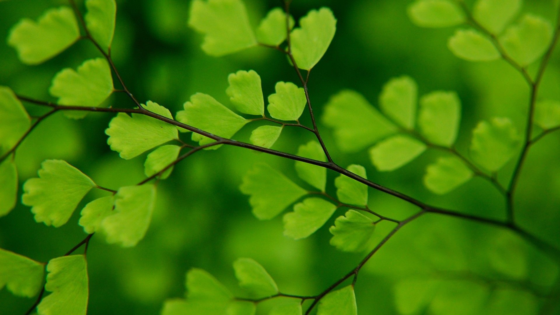 Ginkgo Wallpapers - Wallpaper Cave