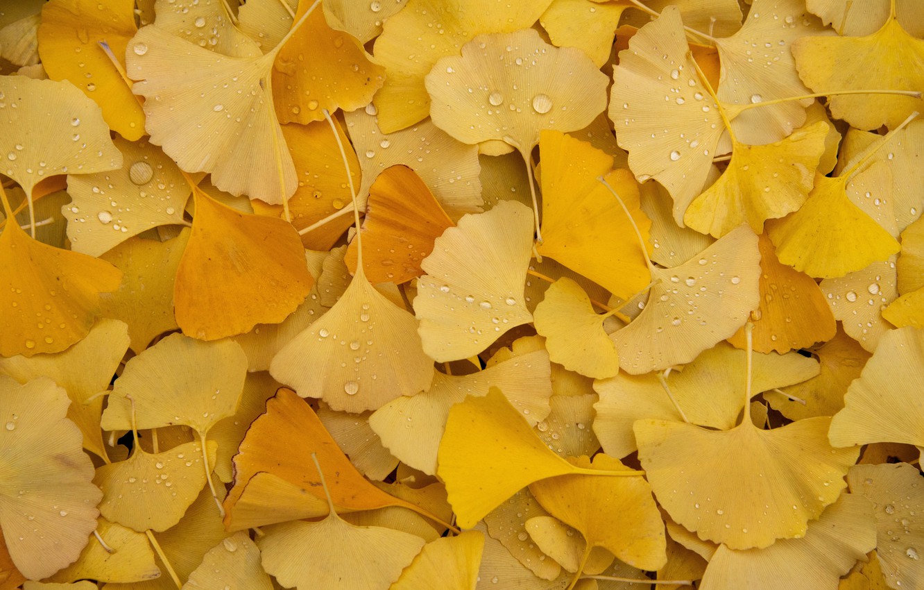 Wallpaper autumn, leaves, drops, foliage, yellow, a lot, autumn leaves, Ginkgo biloba image for desktop, section природа