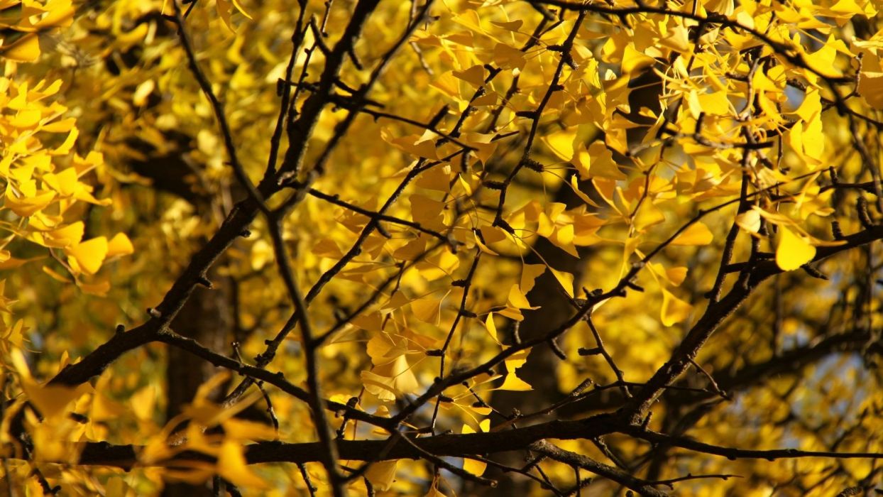 Ginkgo Tree Wallpaper Free Ginkgo Tree Background