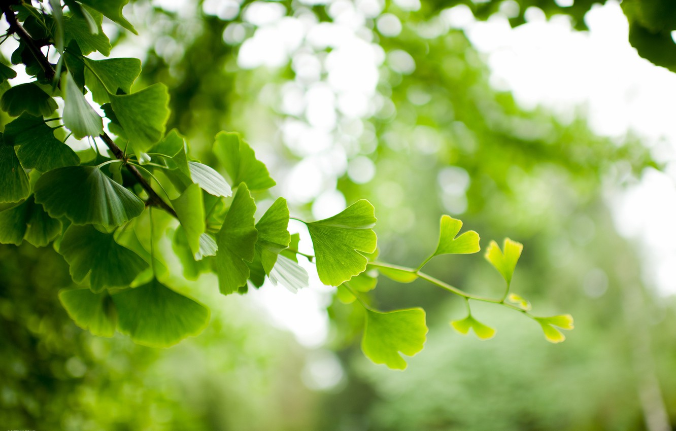 Wallpaper leaves, branch, Ginkgo image for desktop, section макро