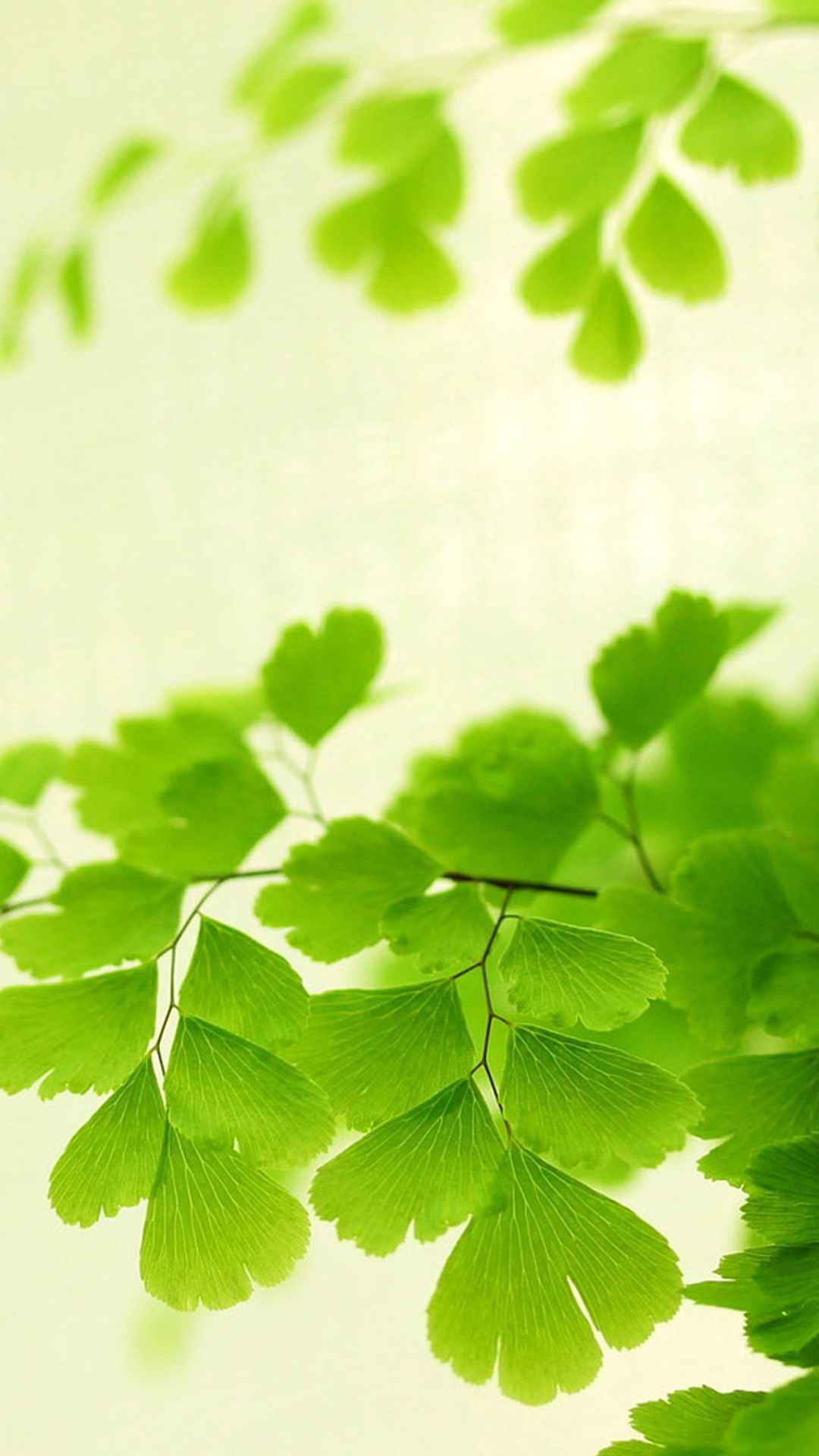 Nature Bright Ginkgo Tree Branch Leaves iPhone 6 Wallpaper Download. iPhone Wallpaper, iPad. iPhone 5s wallpaper, iPhone background wallpaper, iPhone wallpaper