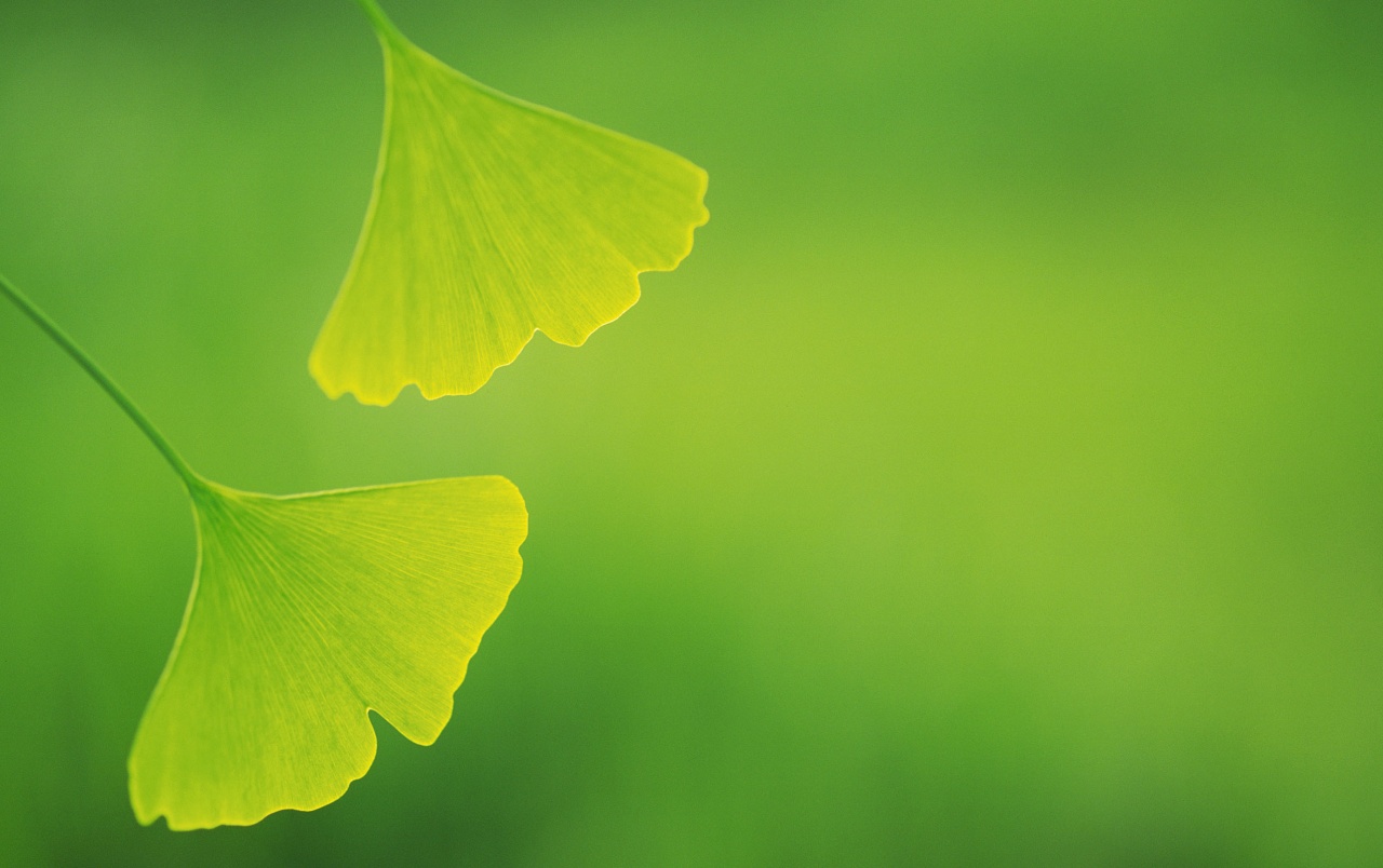 Ginkgo Leaves wallpaper. Ginkgo Leaves