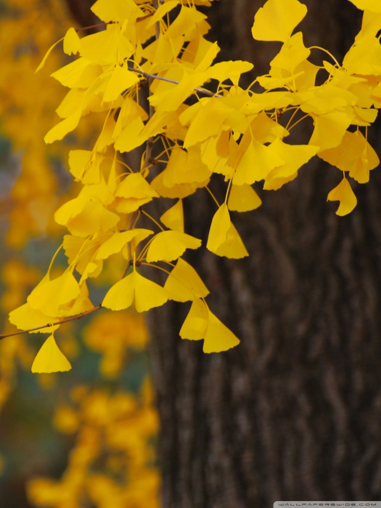 Ginkgo Ultra HD Desktop Background Wallpaper for 4K UHD TV, Multi Display, Dual Monitor, Tablet