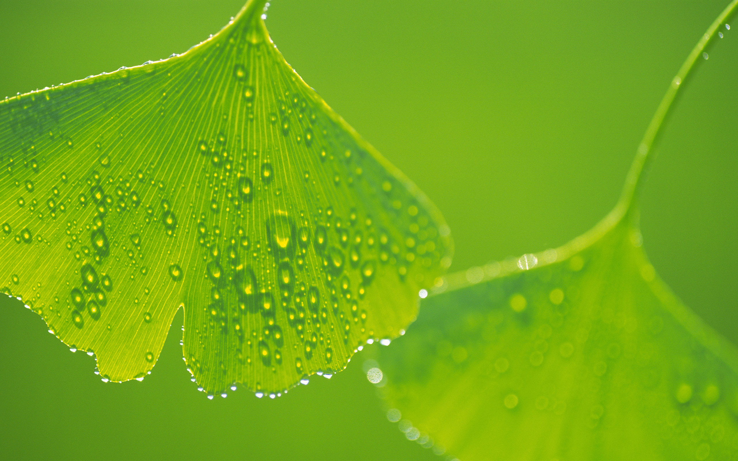 Ginkgo Leaves Macro wallpaper. Ginkgo Leaves Macro