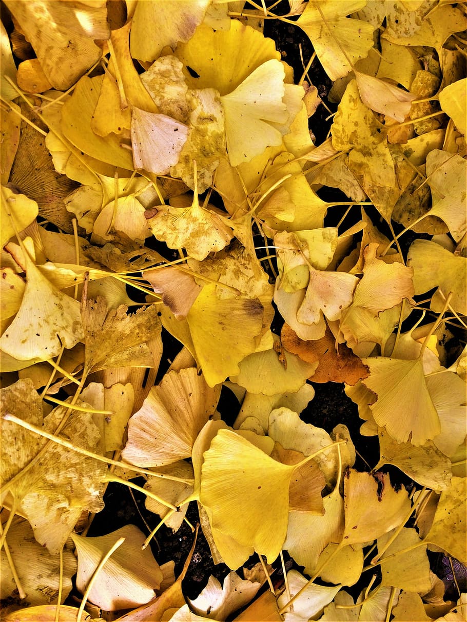 Maidenhair Tree, Gingko Tree, Yellow Leaves, Dead Leaves, Xs Wallpaper Ginkgo