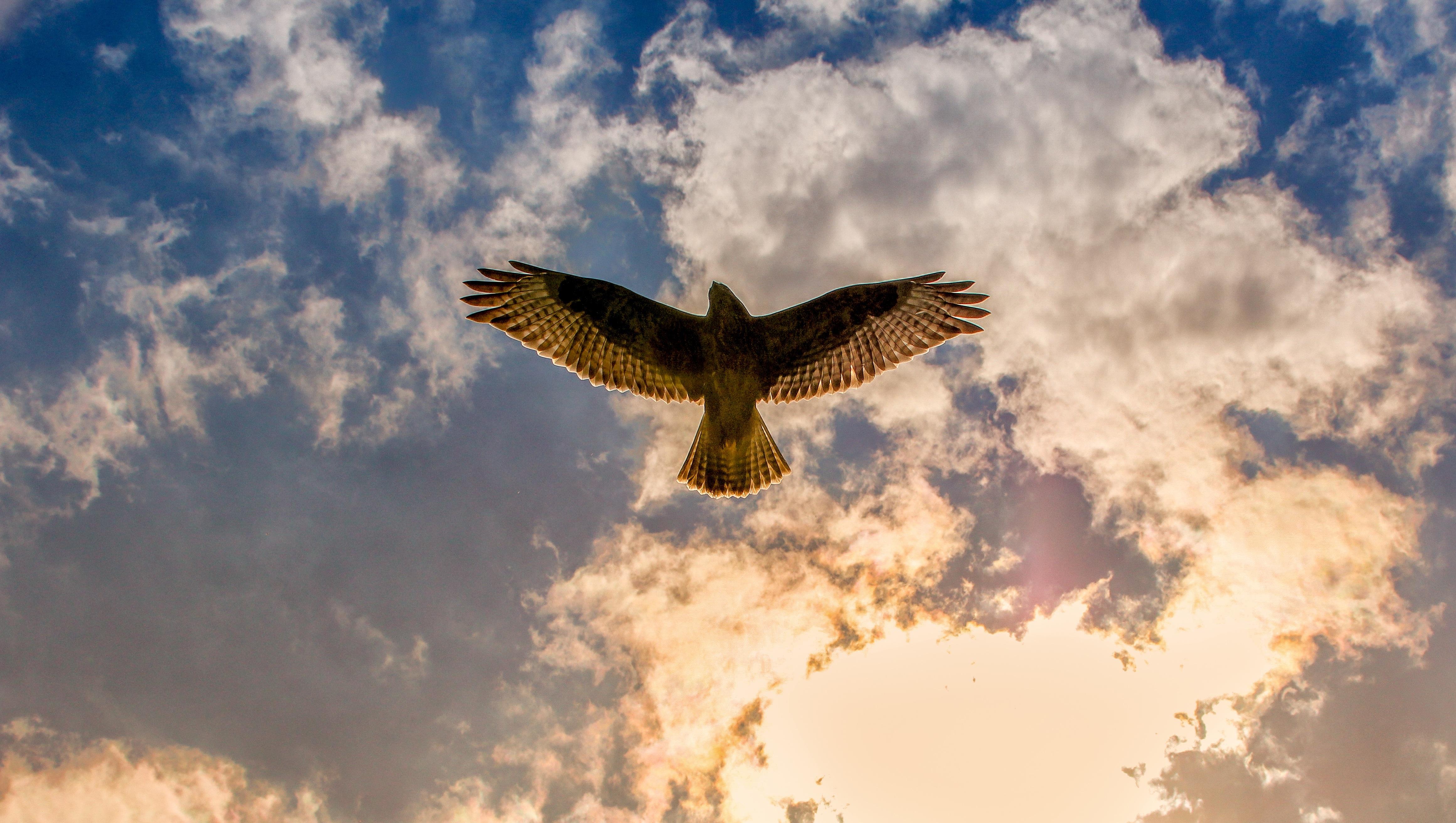 Птицы летающие на высоте. Орёл царь неба 2014. Орел в полете вид снизу. Полет птицы. Орел в небе.