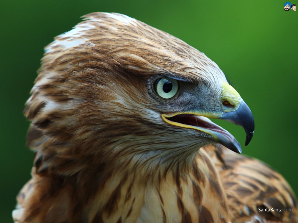 Buzzard Wallpapers - Wallpaper Cave