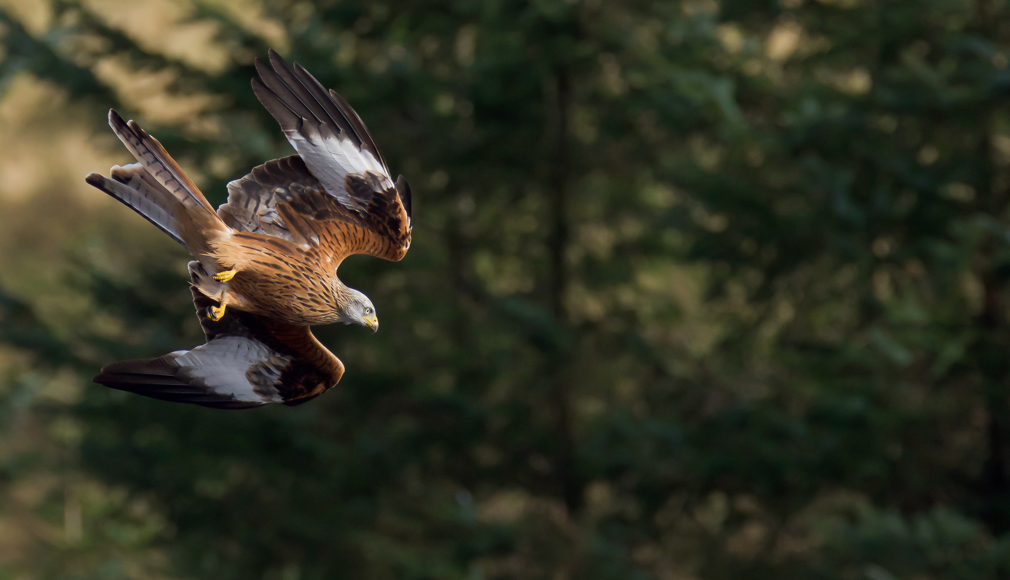 Buzzard Wallpapers - Wallpaper Cave