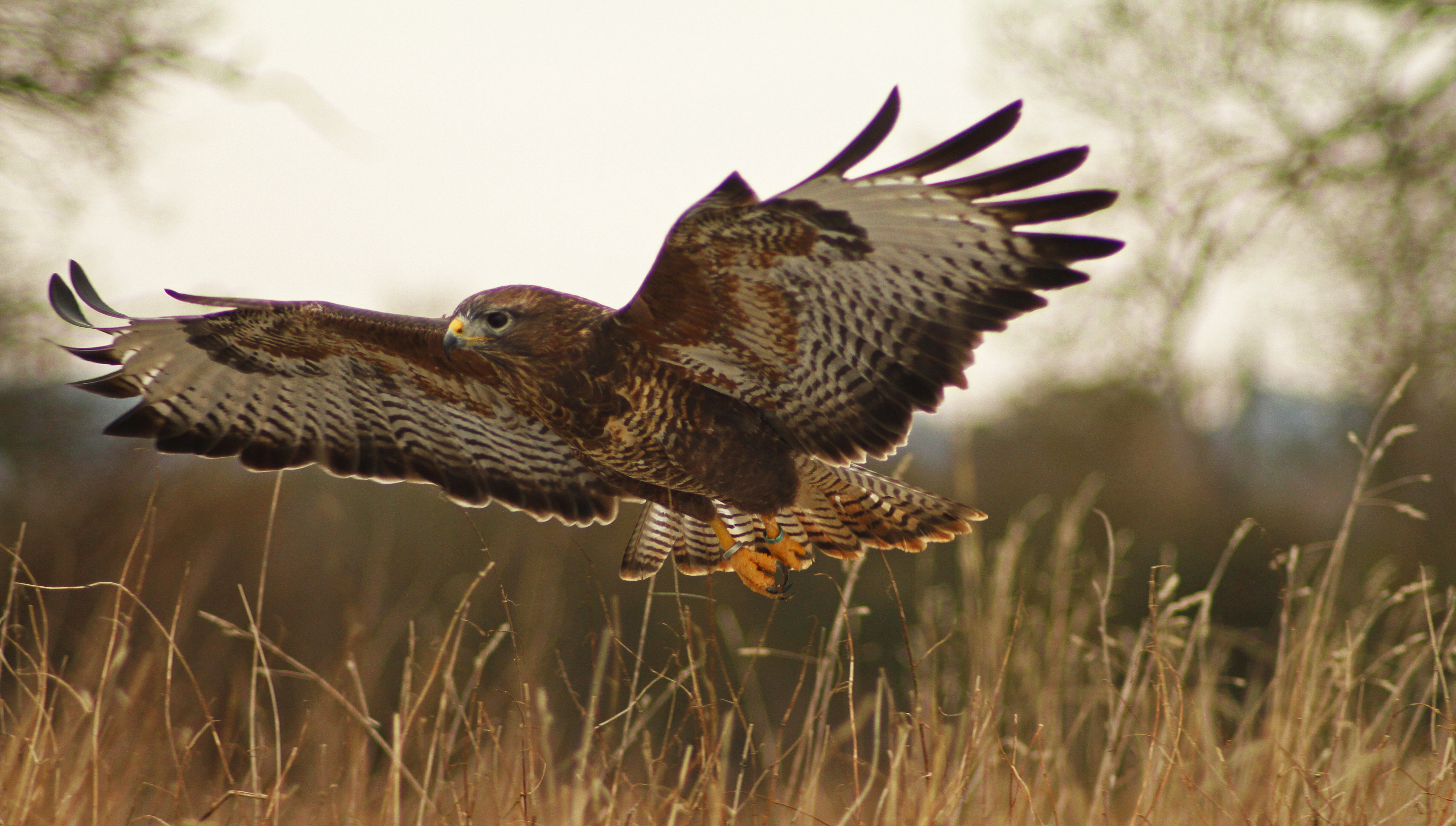 Buzzard Wallpapers - Wallpaper Cave