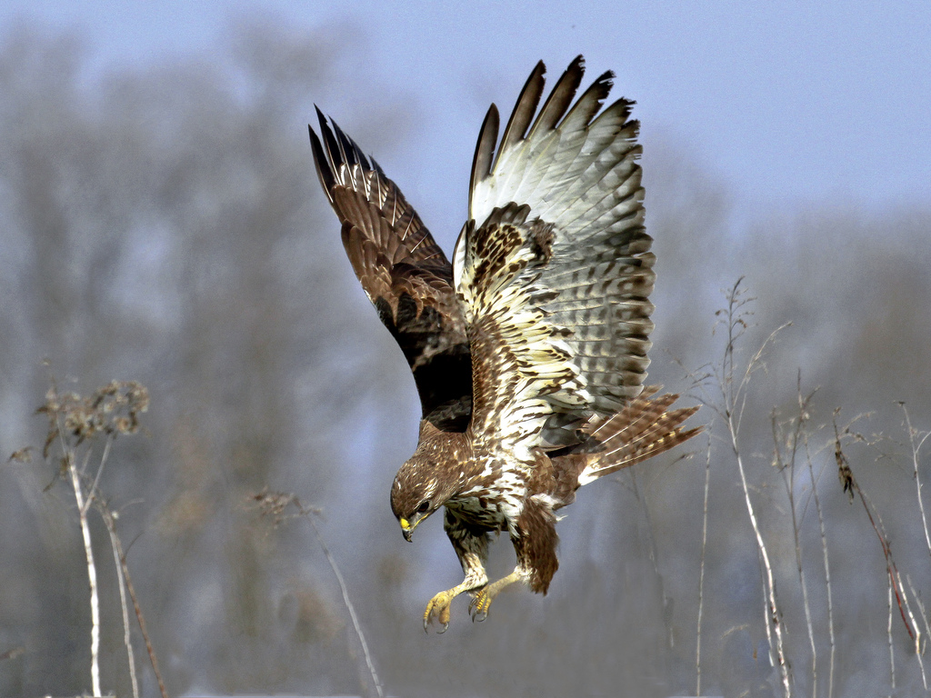 Buzzard Wallpapers - Wallpaper Cave