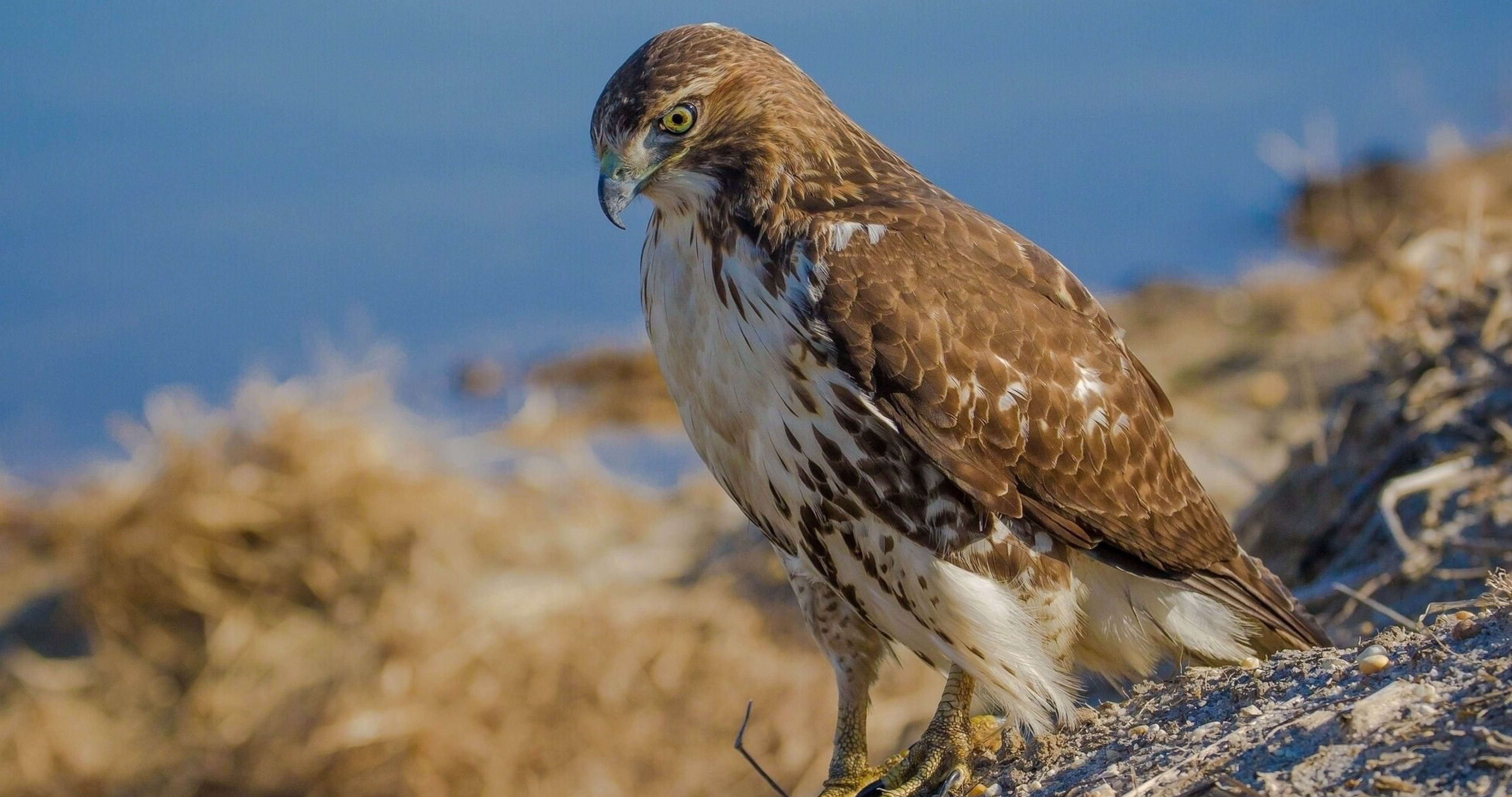 Buzzard Wallpapers - Wallpaper Cave