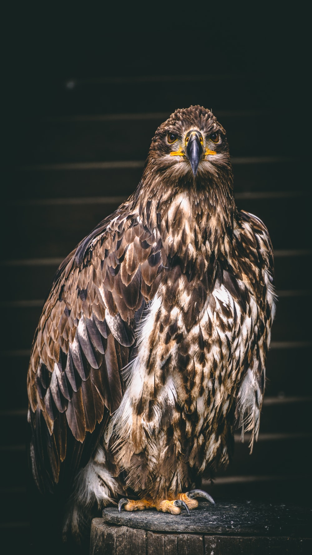 Buzzard Wallpapers - Wallpaper Cave