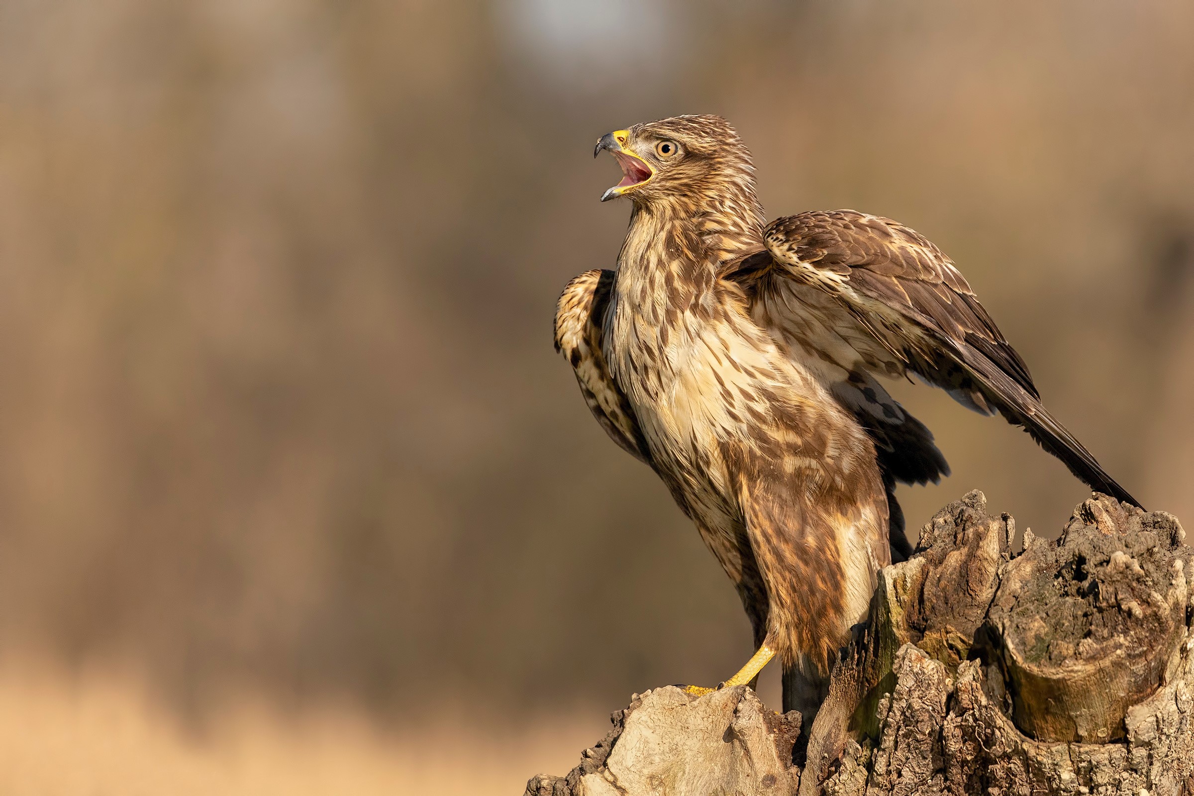 Common buzzard HD wallpaper, Background