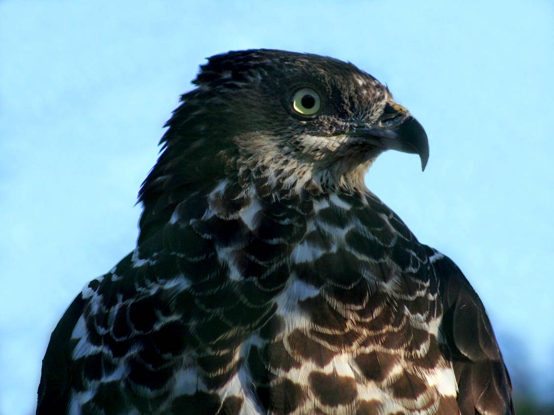 Buzzard Wallpaper and background