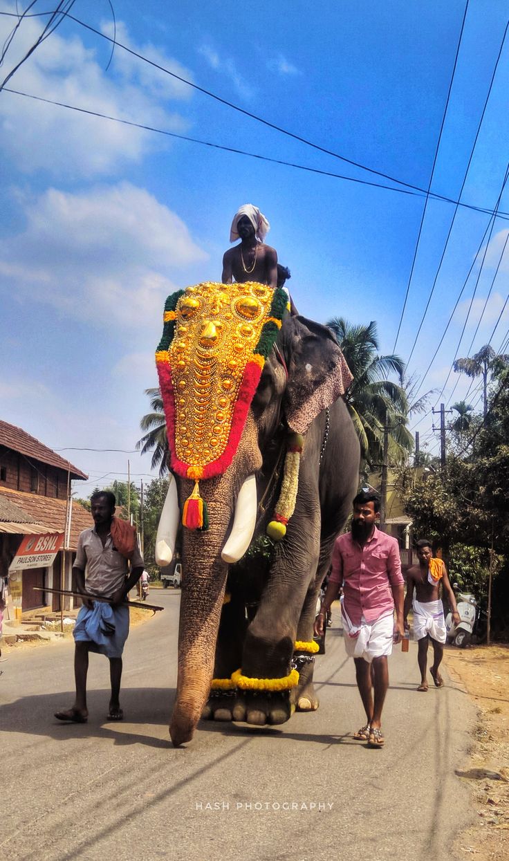 Chirakkal Kalidasan ideas. elephant, elephant photography, indian elephant