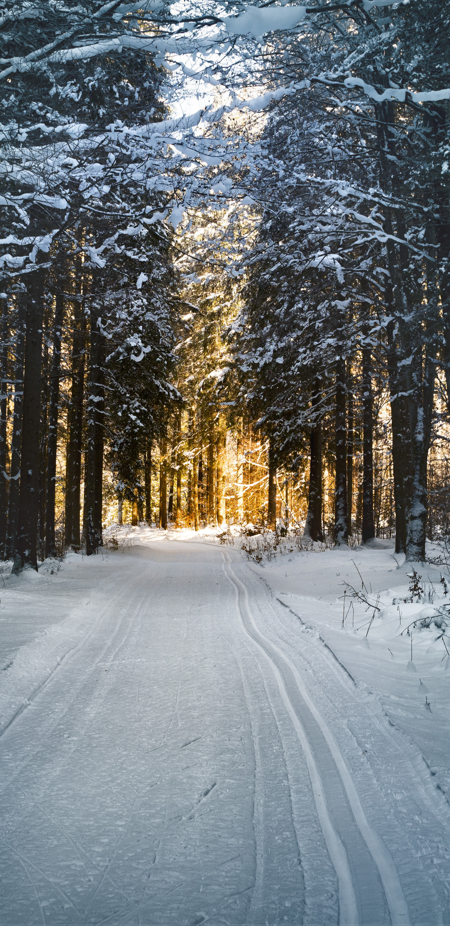 Download 1440x2960 wallpaper winter, snow road, trees, nature, samsung galaxy s8, samsung galaxy s8 plus, 1440x2960 HD image, background, 956