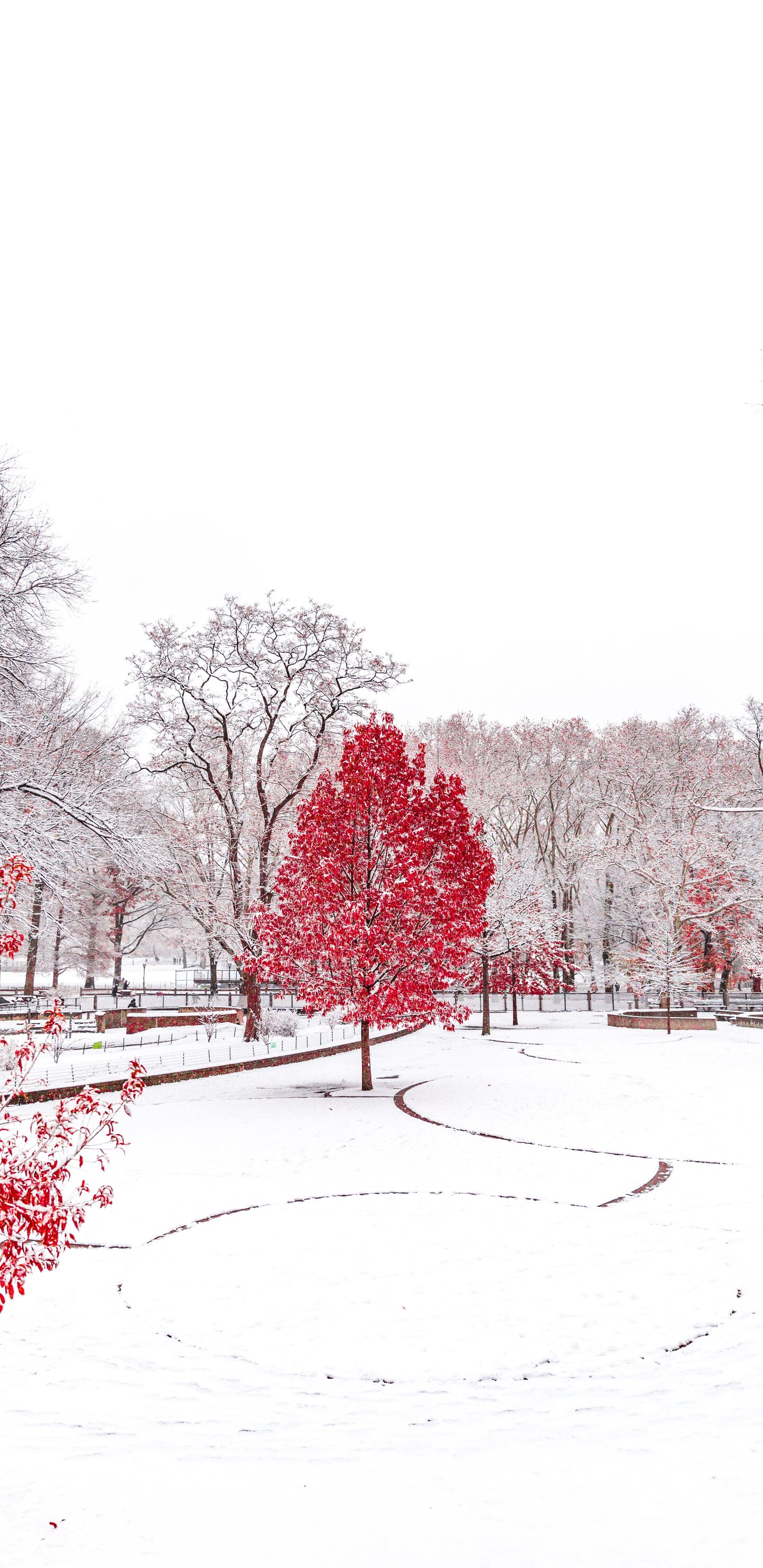 Red Winter Central Park 5k Samsung Galaxy Note 9, 8, S9, S8, SQHD HD 4k Wallpaper, Image, Background, Photo and Picture