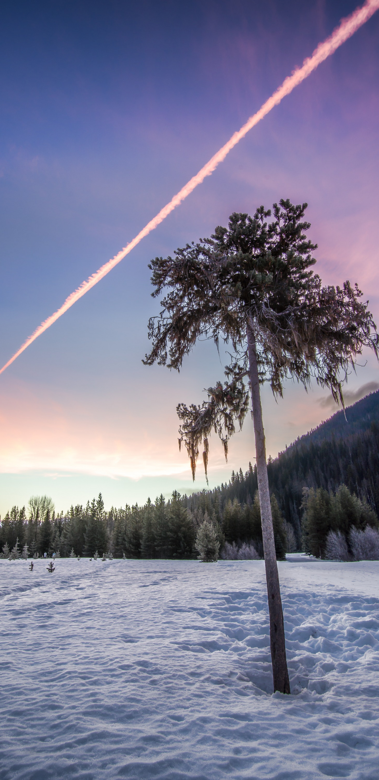 Download Winter, sunset, landscape, tree wallpaper, 1440x2960, Samsung Galaxy S8, Samsung Galaxy S8 Plus