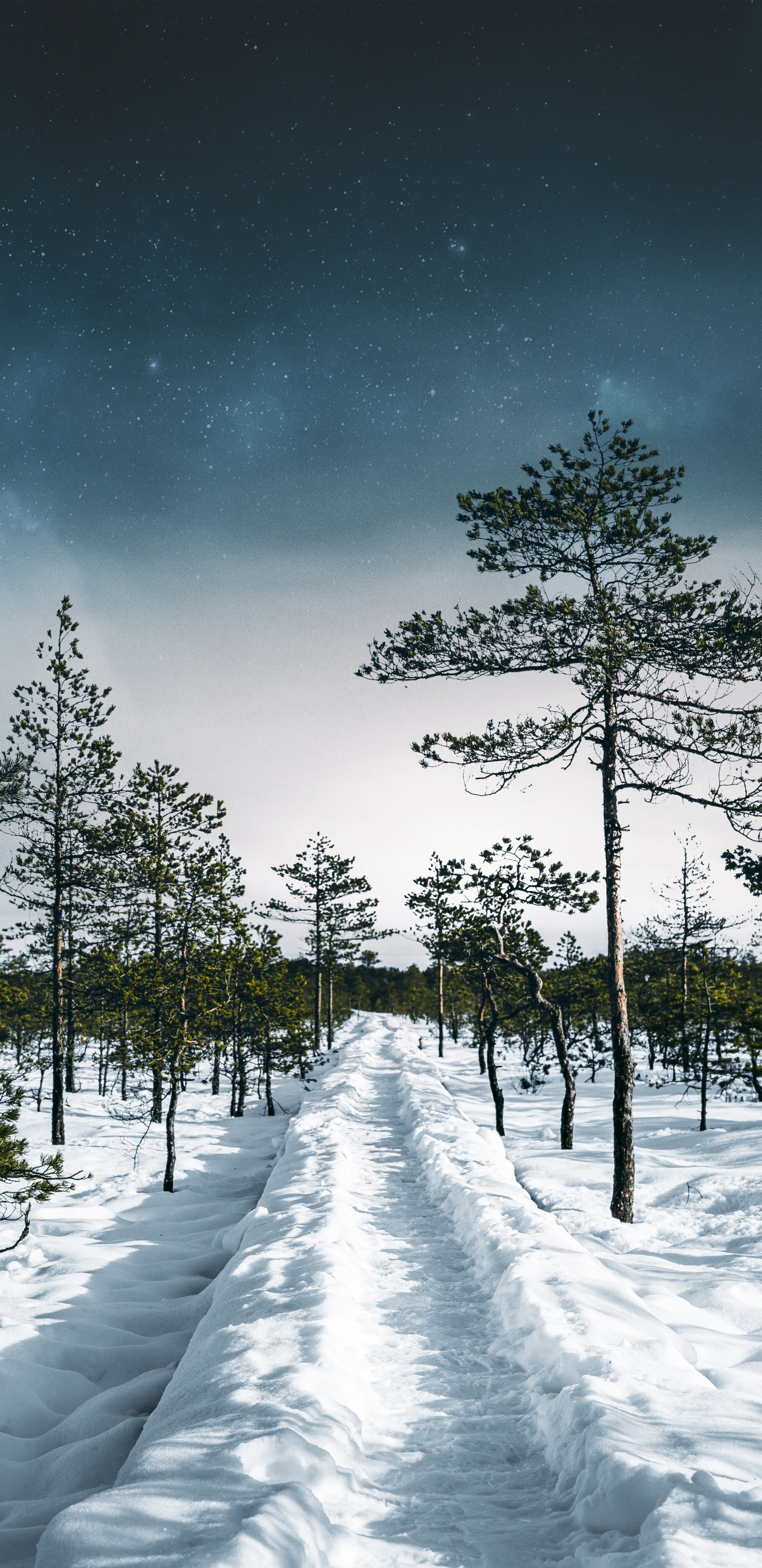 Download 1440x2960 wallpaper winter, road, trees, landscape, samsung galaxy s8, samsung galaxy s8 plus, 1440x2960 HD image, background, 19152