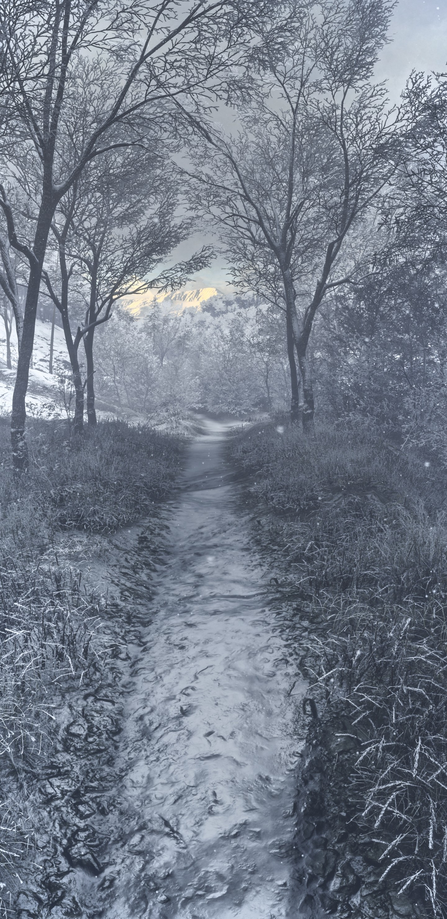 Download 1440x2960 Winter, Trees, Snow, Path, Hoarfrost, Scenic, Photography Wallpaper for Samsung Galaxy S9, Note 9, S8, S8+, Google Pixel 3 XL