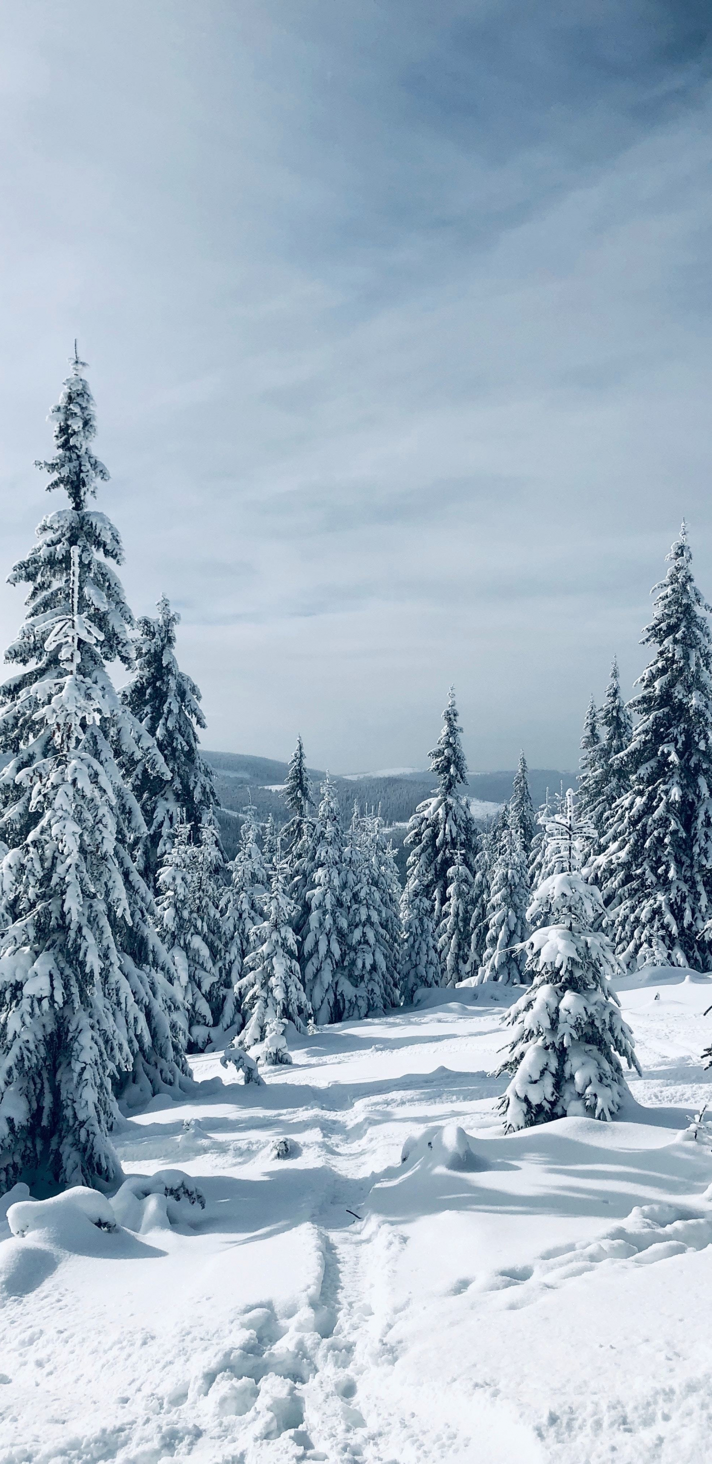 Download 1440x2960 wallpaper winter, pine trees, nature, landscape, tree, samsung galaxy s8, samsung galaxy s8 plus, 1440x2960 HD image, background, 18072